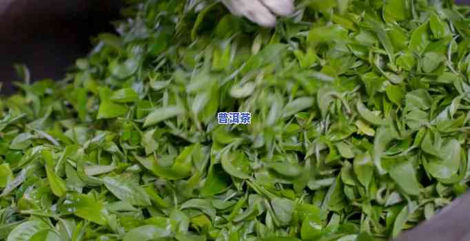 全程揭秘：普洱茶叶炒茶过程视频与图片详解