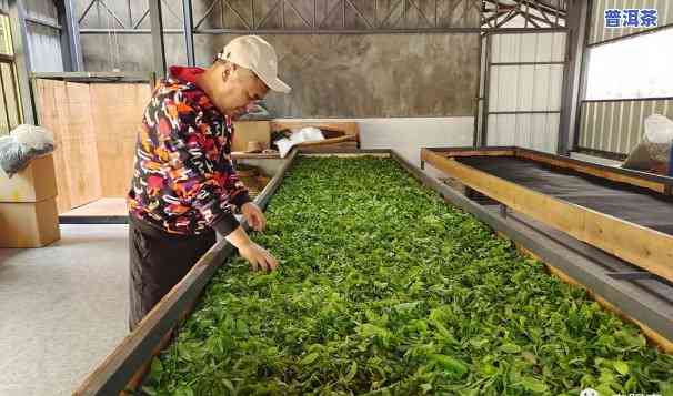 鸿轩号茶厂，品鉴鸿轩号茶厂的优质茶叶，领略传统茶文化的魅力