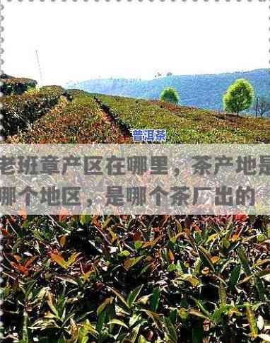 老班章哪个茶厂正宗？探究老班章茶的来源与代表性