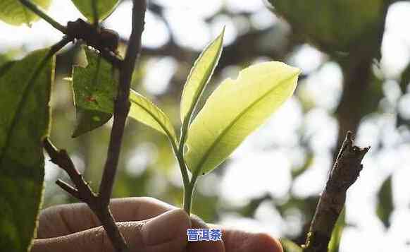 老班章采摘权：掌握时间，开采珍稀茶叶