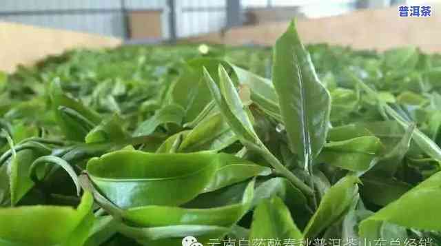 昆明的普洱茶叶有哪些，探索昆明：揭秘普洱茶叶的全貌