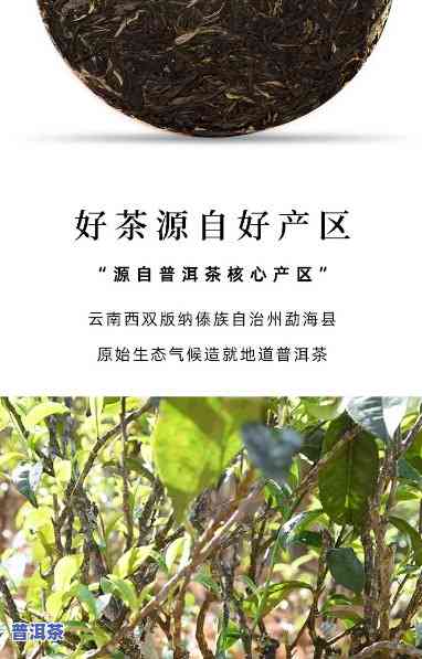 云南滇象普洱茶怎么样-滇垚普洱