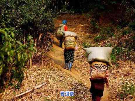 老班章寨古树茶：揭秘老寨班章古树茶价格及寨门历史