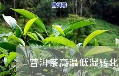 广东高温高湿对普洱茶-普洱茶高温低湿