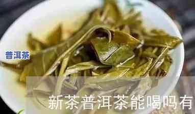 普洱茶新茶能放几天？有吗？能否饮用？