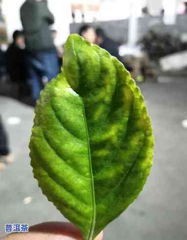 普洱茶糯香叶，探索普洱茶的另一种风味：糯香叶的特别魅力