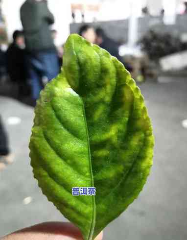 普洱为什么加糯香叶-普洱为什么加糯香叶呢