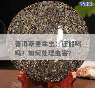 普洱有虫子还能喝吗，普洱茶出现虫蛀现象，是不是仍可饮用？——上的专业解答