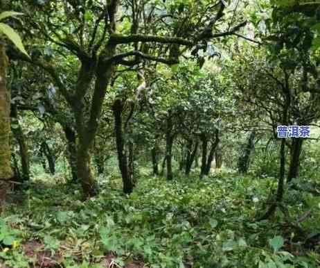 勐宋地区有什么茶，探寻云南勐宋地区的特色茶叶种类