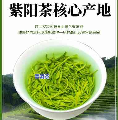 紫阳茶好吗？全面解析紫阳茶的品质与价值