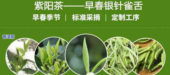 紫阳茶是什么品种？深入熟悉这类特别的茶叶