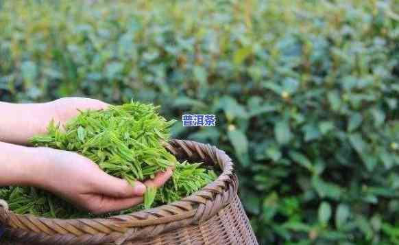 普洱新茶好还是陈茶好，普洱新茶与陈茶：口感、健康和收藏价值的比较