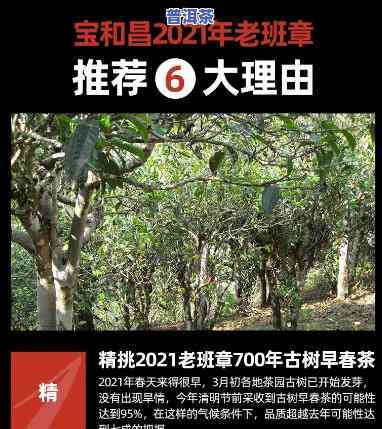 2021年老班章春茶，2021年老班章春茶：品味云南顶级普洱的韵味与风情