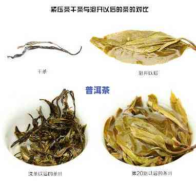 景迈普洱茶特点口感，探秘景迈普洱茶：特别的口感特点解析