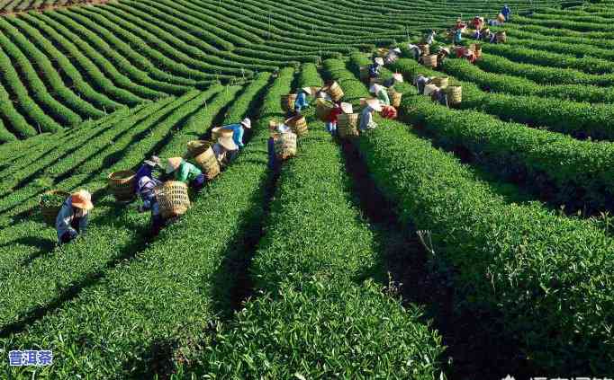 熟普洱茶可以蒸着喝吗，探讨：熟普洱茶是不是适合蒸着饮用？