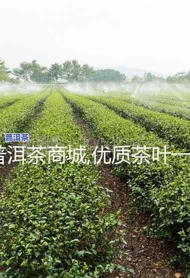 广西普洱茶叶场，广西普洱茶叶场：一站式采购优质茶叶的首选之地