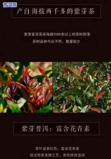 紫芽普洱茶好喝吗？客户分享口感与评价