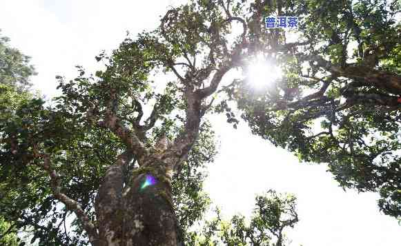 普洱茶王母树是哪里的茶叶，揭秘普洱茶王母树：源自何处的珍贵茶叶？