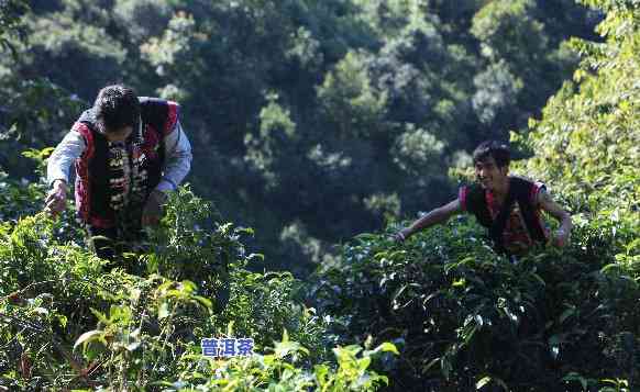 云南哪里买普洱茶更好，寻找更佳普洱茶购买地？来云南！