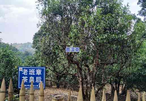 古树老班章味道，探寻古树老班章的味道：一次独特的品茶体验