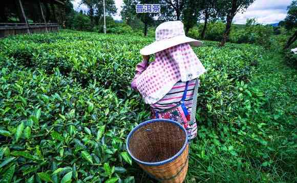 普洱茶一年采几次，探秘普洱茶采摘次数：一年中能采摘几次？