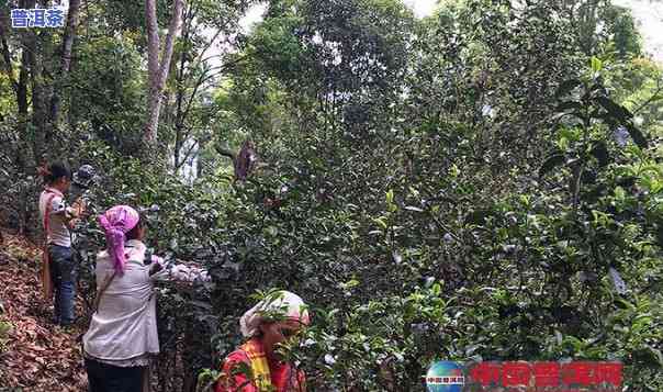 普洱茶一般采几次更好呢-普洱茶一般采几次更好呢视频