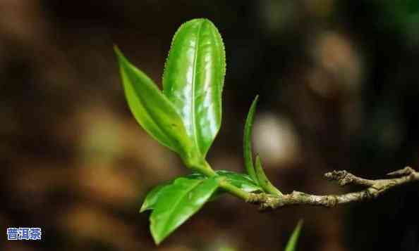 千年古树普洱茶：探究其由多少树叶构成