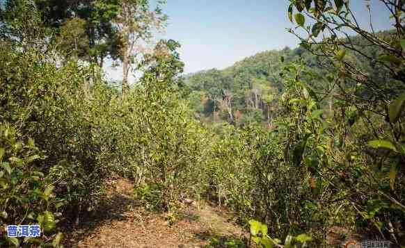 普洱茶弯弓烂田是什么茶叶，「普洱茶」弯弓烂田是何种茶叶？