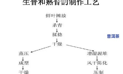 普洱熟茶是哪年发明出来的？探究其历史渊源与制作工艺