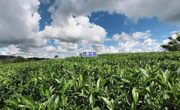 云南普洱茶种植基地，探访云南普洱茶种植基地，领略千年茶文化的魅力