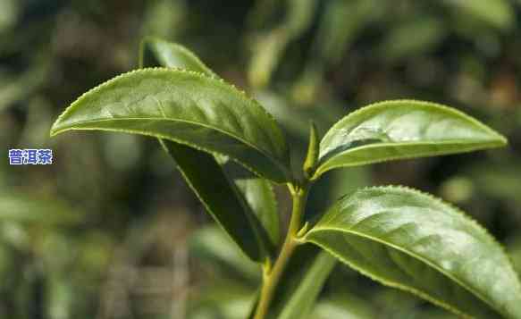 云南普洱茶的种植产地是-云南普洱茶的种植产地是哪里