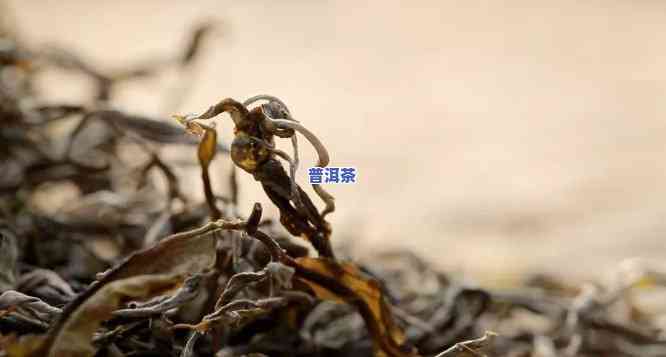 普洱茶生茶的优点与缺点，深入解析：普洱茶生茶的优缺点