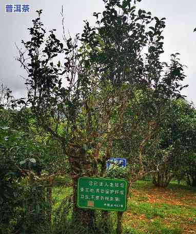 布朗山老班章村，探秘布朗山老班章村：神秘的普洱茶发源地