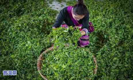 普洱茶入驻抖音怎么样了啊，探秘：普洱茶入驻抖音后的表现怎样？