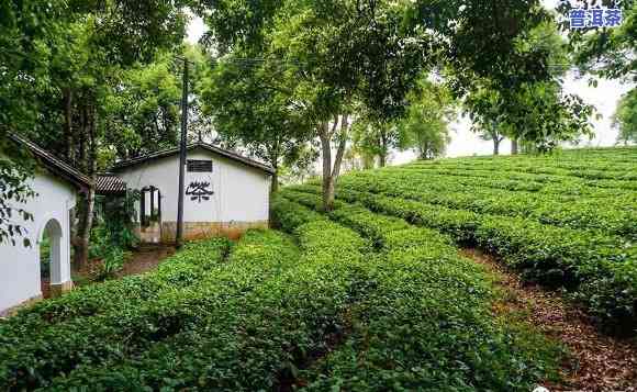 成都普洱茶场，探索成都普洱茶场：品味茶文化的精髓