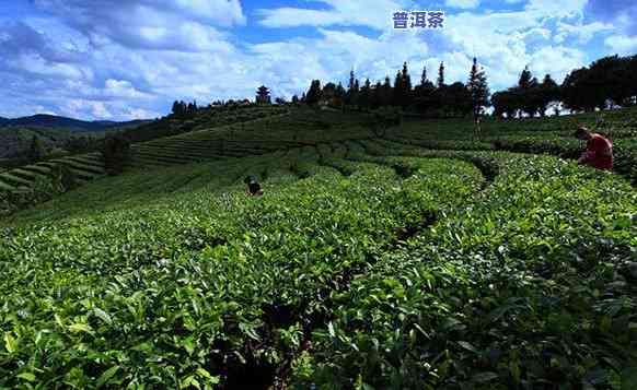 成都普洱茶场，探索成都普洱茶场：品味茶文化的精髓