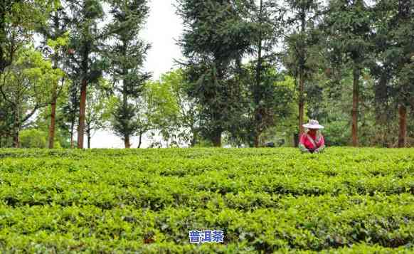 成都普洱茶场，探索成都普洱茶场：品味茶文化的精髓