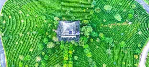 成都普洱茶场，探索成都普洱茶场：品味茶文化的精髓