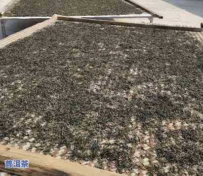 普洱茶怎样炒作：全过程解析与实操视频