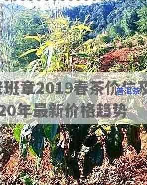 纯料老班章古树茶2019年价格，2019年纯料老班章古树茶价格一览