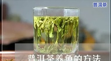 缸里放普洱茶对有好处吗？探讨其作用的视频和图片