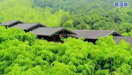 云南唐韵茶厂：探索优质唐韵茶叶及其市场价格