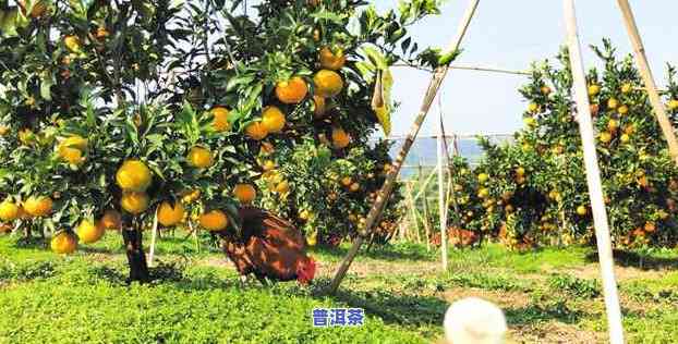 广西南宁陈皮柑基地，探秘广西南宁陈皮柑基地，品味地道柑橘美食