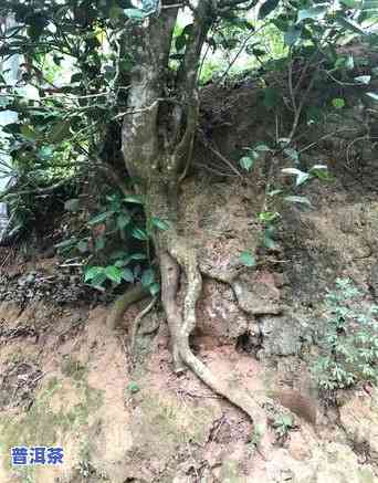 普洱茶拆开不够硬能喝吗为什么，普洱茶拆开不够硬还能喝吗？起因解析