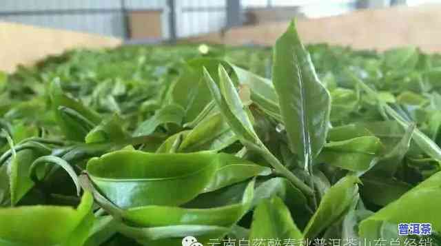 昆明的普洱茶叶有哪些，探索昆明：揭秘知名普洱茶叶