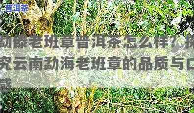 云南勐海老班章茶厂怎么样？全面评测解析