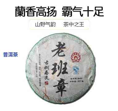 云南勐海班章茶厂董事光头哥：探访班章老茶厂及品尝老班章茶饼