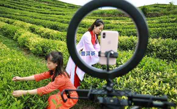 普洱茶直播基地，探索云南特色：揭秘普洱茶直播基地的魅力