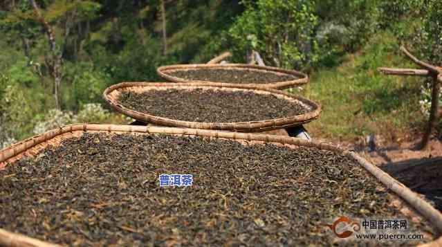 普洱茶渥堆技术现状分析-普洱茶渥堆技术现状分析论文