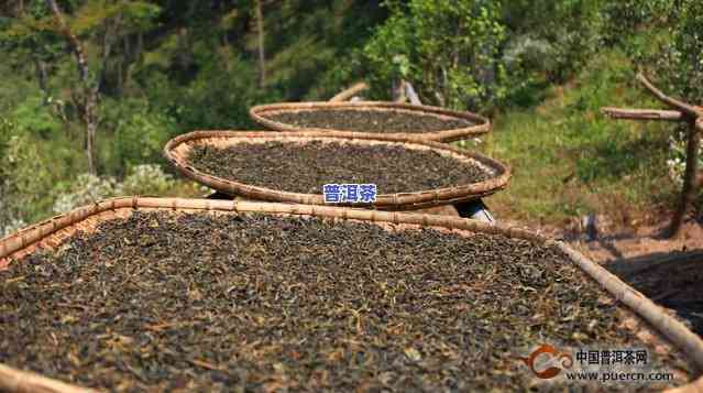 普洱茶需要拿出来晒吗？熟悉起因与方法